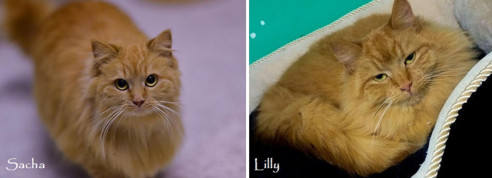 Kattenpraat
