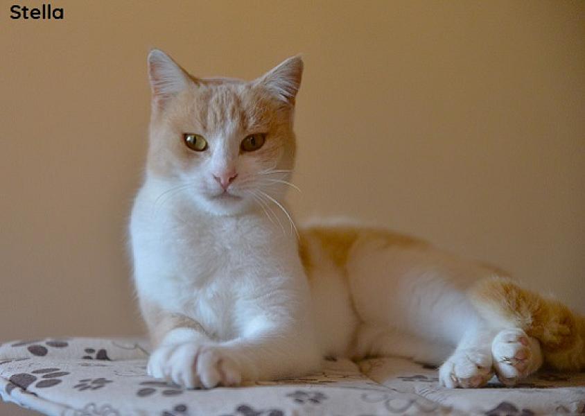 Kattenpraat