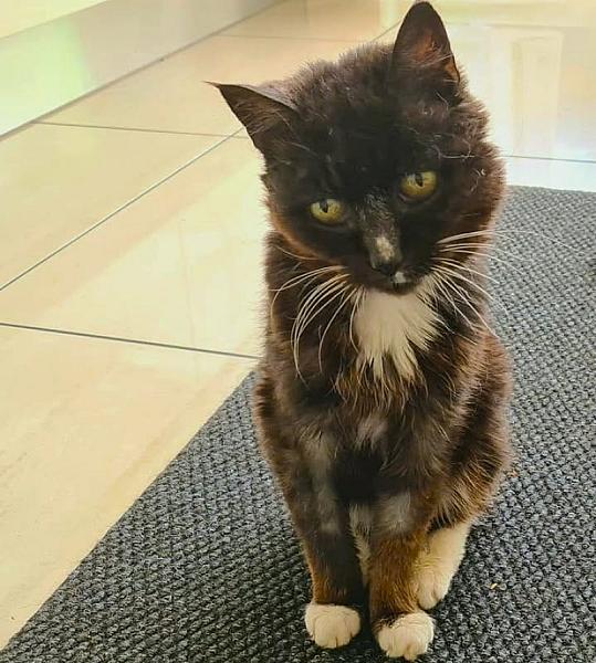 Kattenpraat