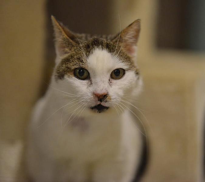 Kattenpraat