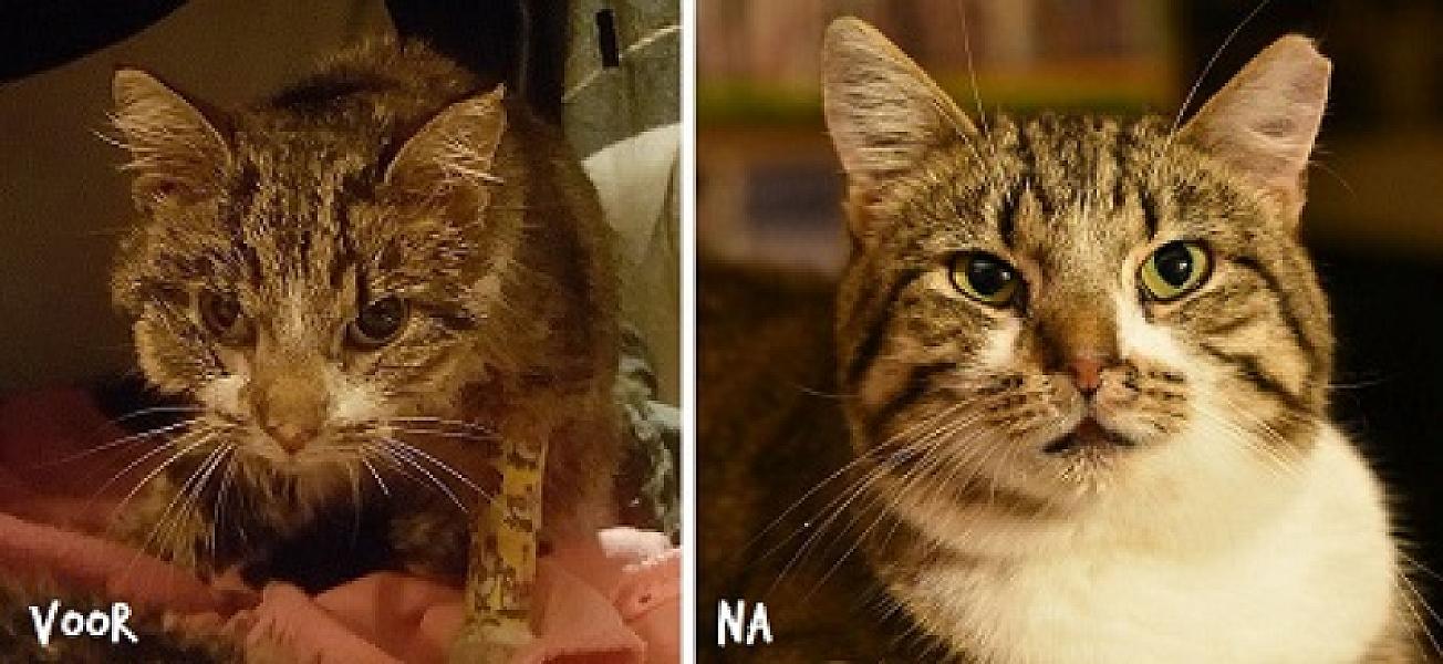 Kattenpraat