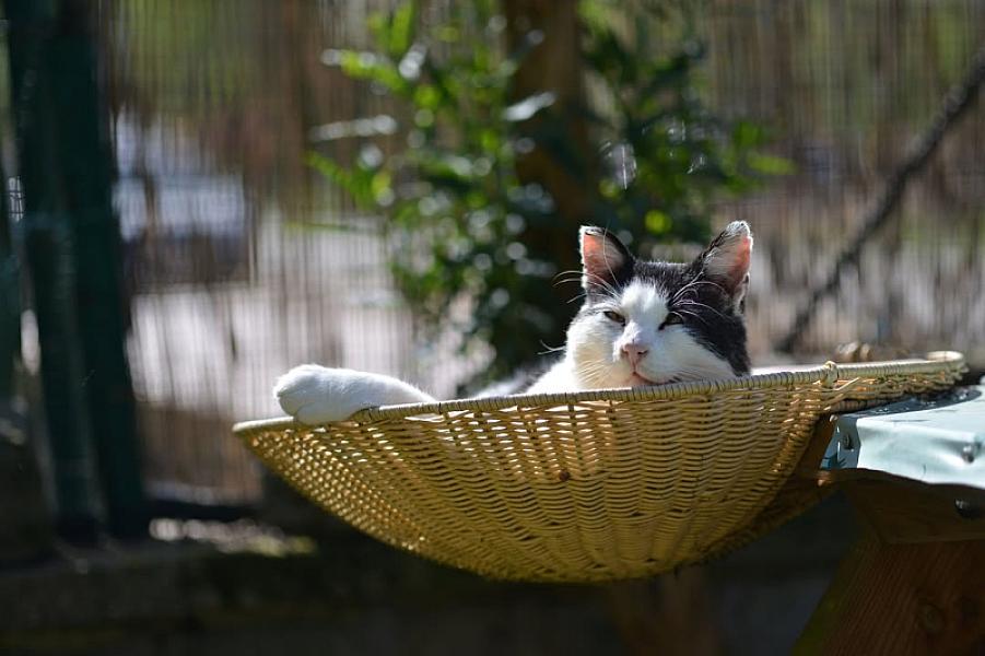 Kattenpraat