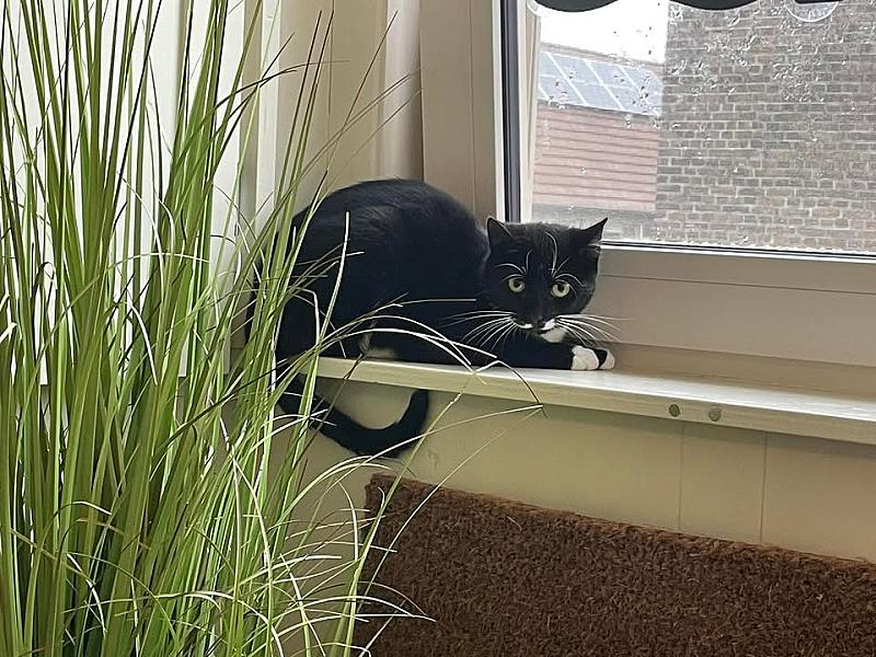 Kattenpraat