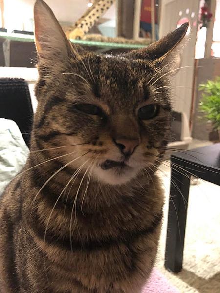 Kattenpraat