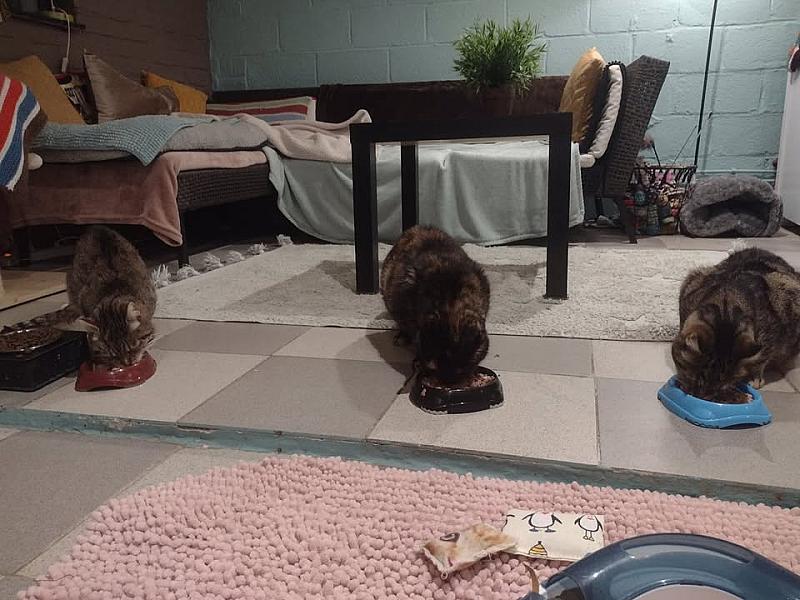Kattenpraat