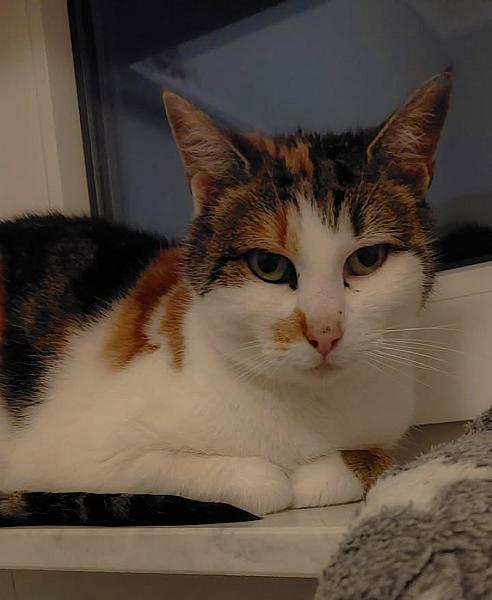 Kattenpraat