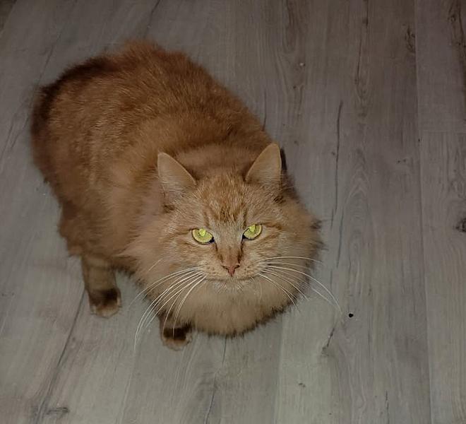 Kattenpraat