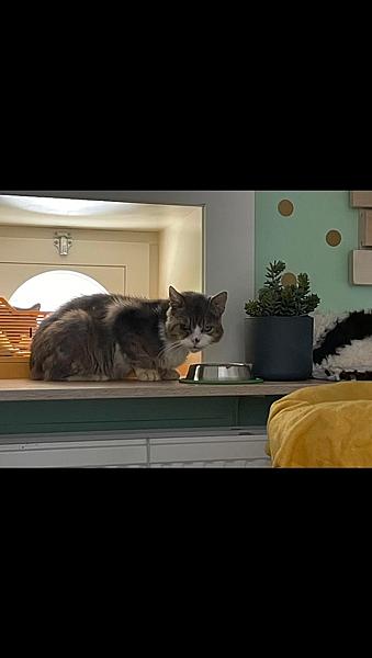 Kattenpraat