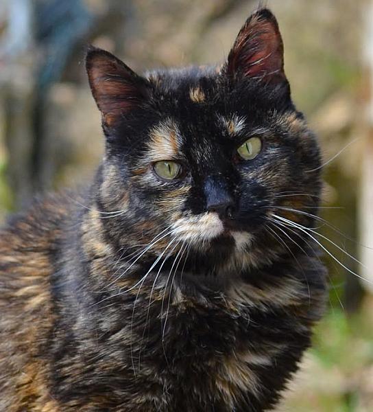 Kattenpraat