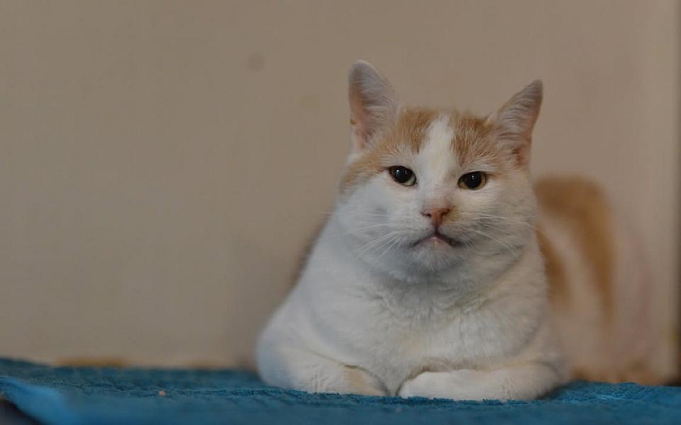 Kattenpraat