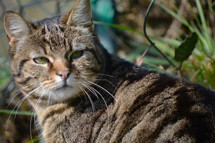 Kattenpraat