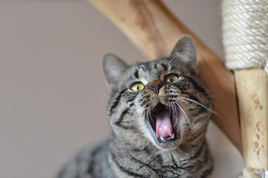 Kattenpraat