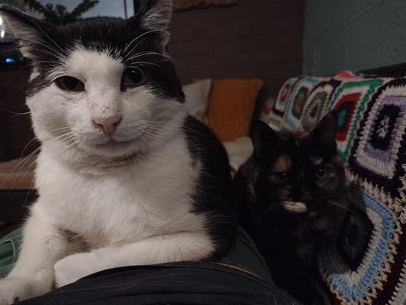 Kattenpraat