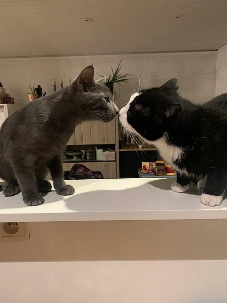 Kattenpraat