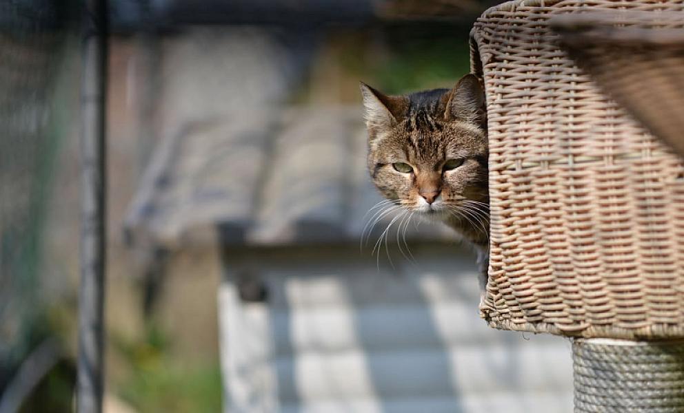 Kattenpraat
