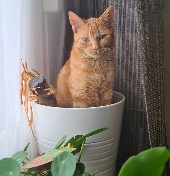 Kattenpraat
