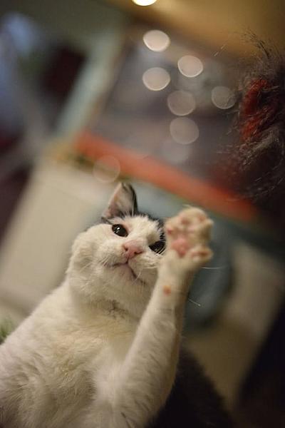 Kattenpraat