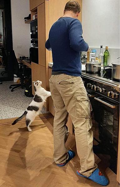 Kattenpraat