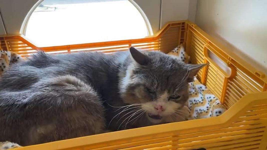 Kattenpraat