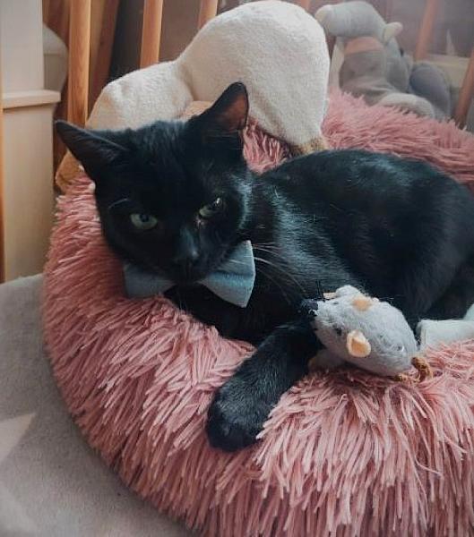 Kattenpraat
