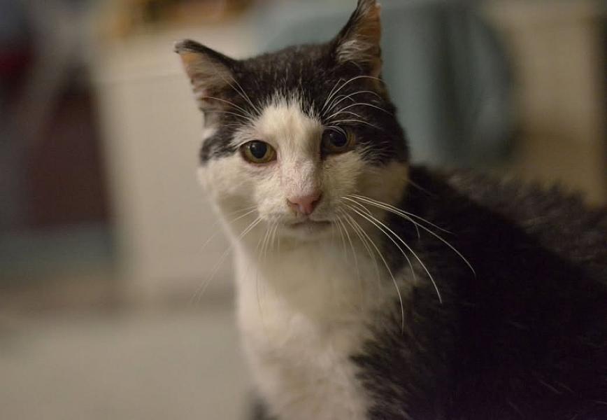 Kattenpraat