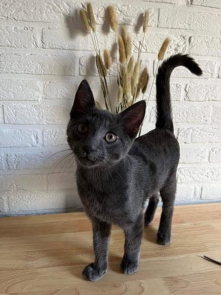 Kattenpraat