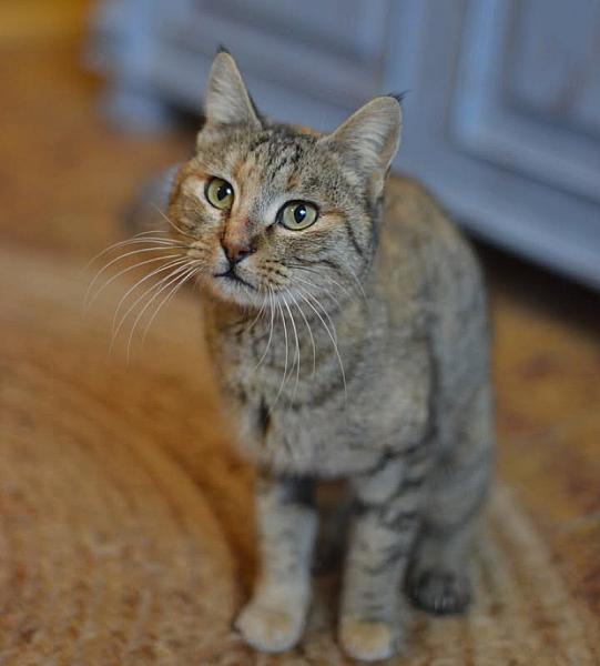 Kattenpraat