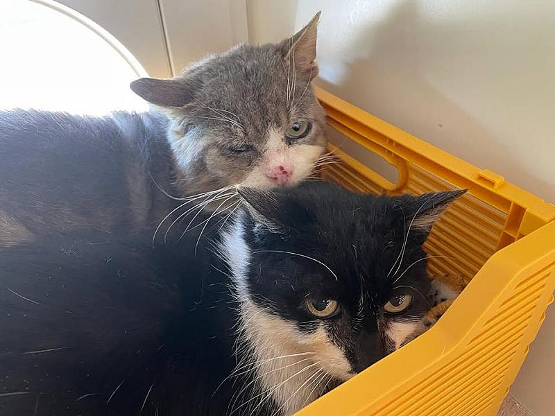 Kattenpraat