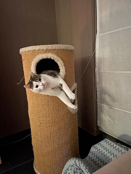 Kattenpraat
