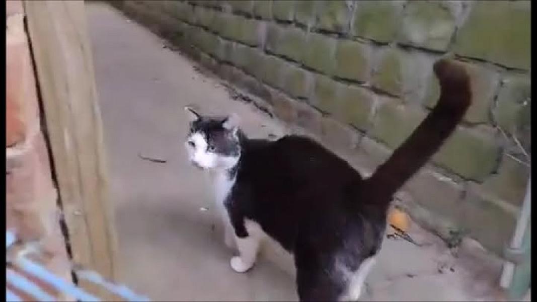 Kattenpraat