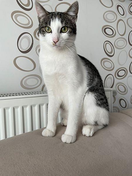 Kattenpraat