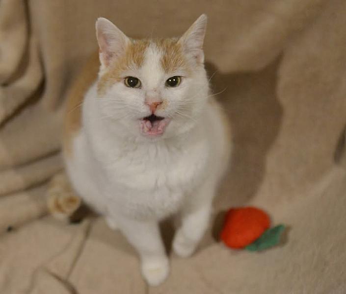 Kattenpraat