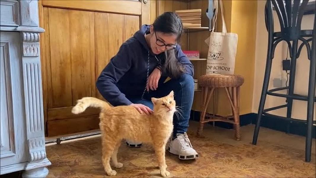 Kattenpraat