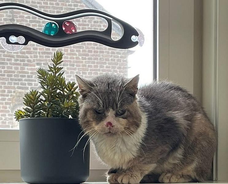 Kattenpraat
