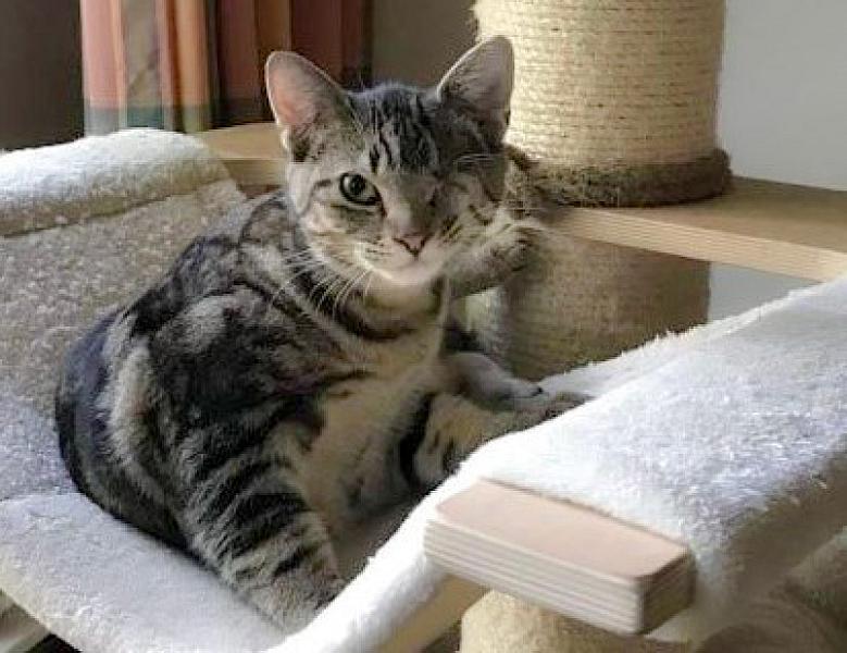 Kattenpraat