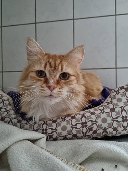 Kattenpraat