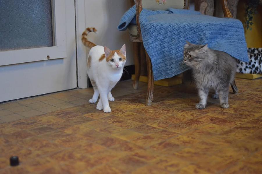 Kattenpraat