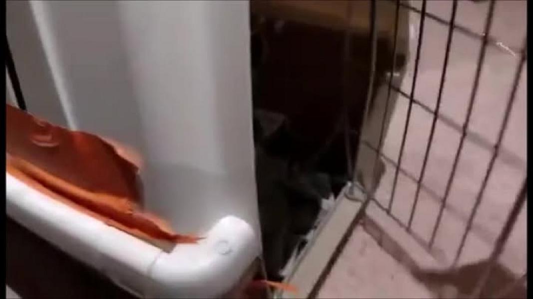 Kattenpraat