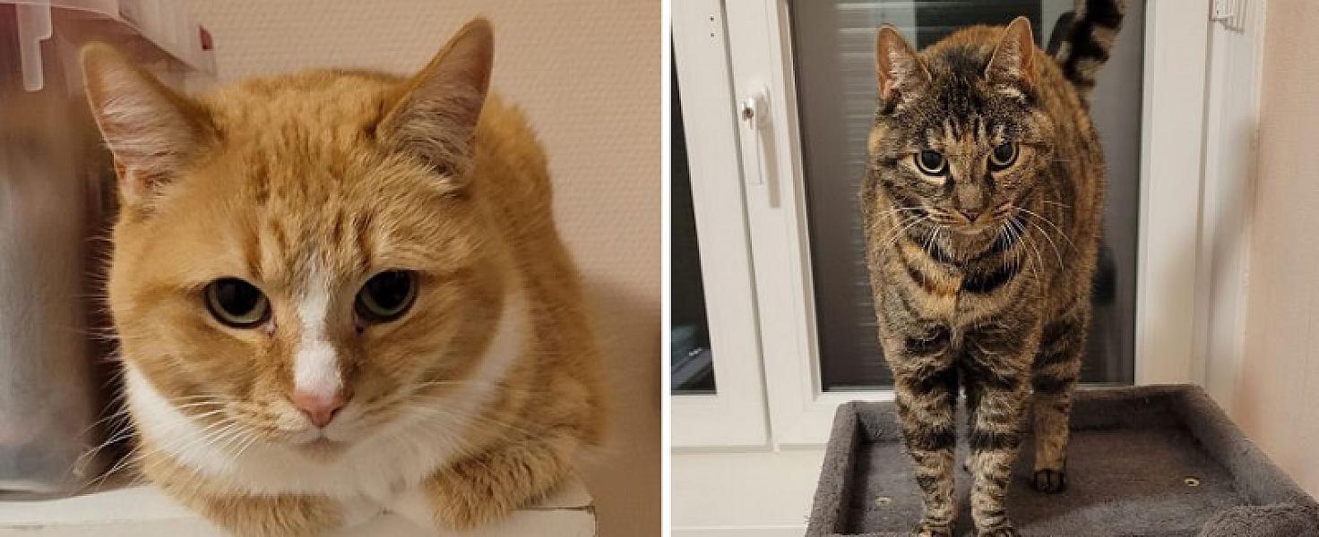 Kattenpraat