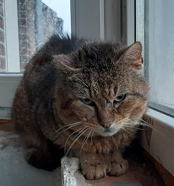 Kattenpraat