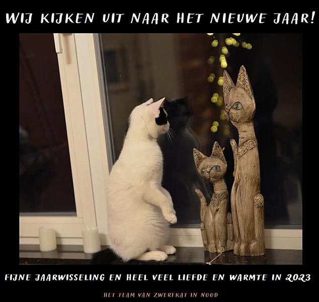 Kattenpraat