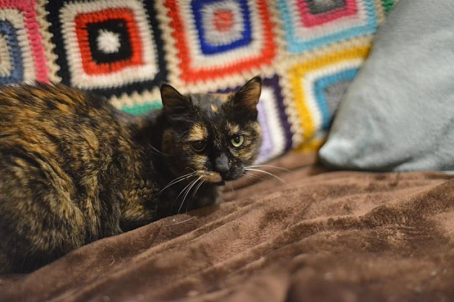 Kattenpraat