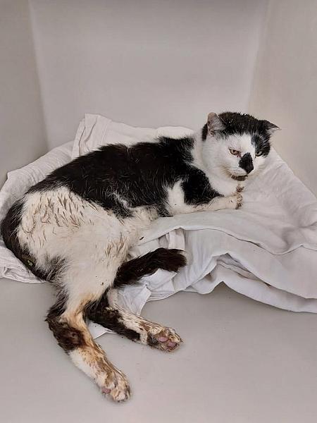 Kattenpraat