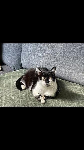 Kattenpraat
