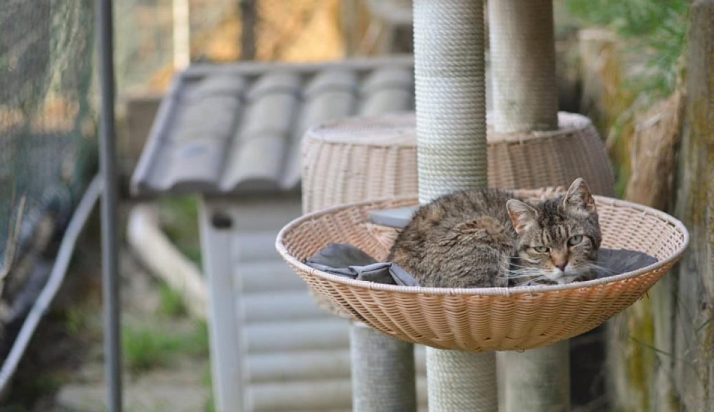 Kattenpraat