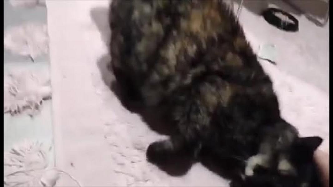 Kattenpraat
