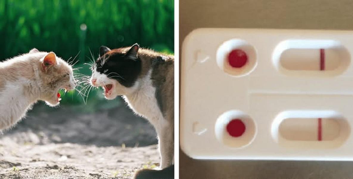 Kattenpraat