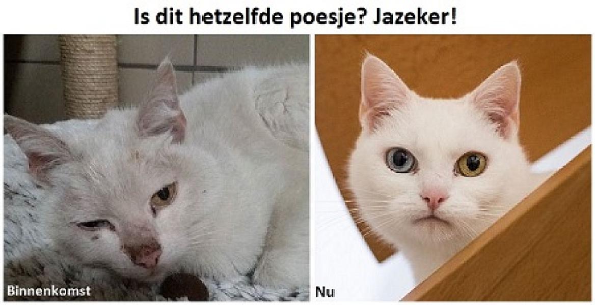 Kattenpraat