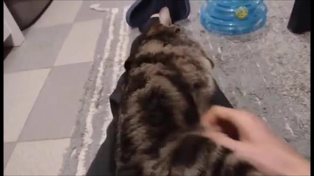 Kattenpraat
