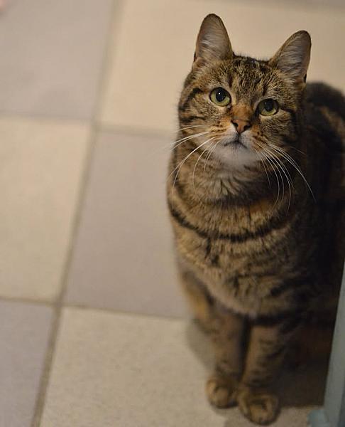 Kattenpraat